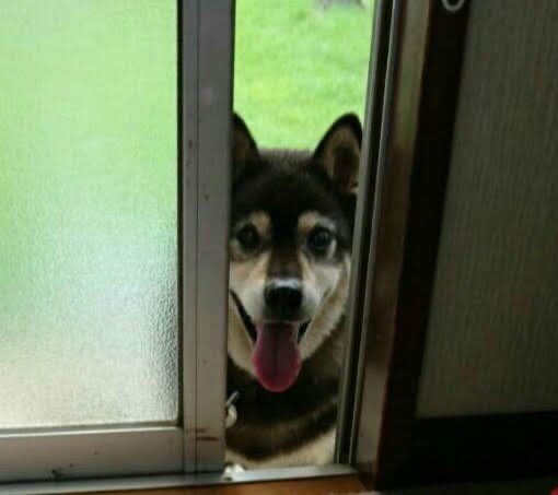 ainahi0620's tweet photo. 😊🏡🍅🍆🥬庭からの空✈️💨💨💨
🐕‍🦺若かりし日のハッピー💙黒柴君☺️
💒💍次女ちゃんの結婚式💍💒
😅🐍を嬉しそうに持つ息子２３歳👦🏻

👧🏻次女ちゃんの夫君のご両親が南アメリカから一時帰国されて✈️本日🏡我が家隣の次女家に来られます🚘

☺️楽しい🍀一日になりますように💕 https://t.co/Bnbfk0T2xu