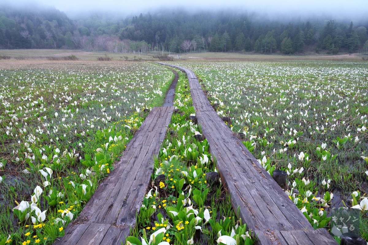 一昨日22〜23日はテント泊で鳩待峠から尾瀬ヶ原へ。目的の水芭蕉は研究見本園と東電尾瀬橋近くの群生地がいい感じでした🎶昨年は今一だったからね…また尾瀬ヶ原の美しい夕景と朝景色も見ることが出来きたし、楽しい2日間でした✨