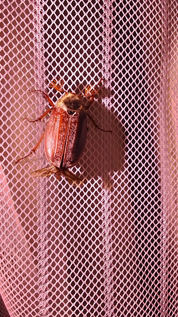 Husband shone a torch into the gardenfor about 10 seconds and now a buzzywitch is hanging out on our flyscreen