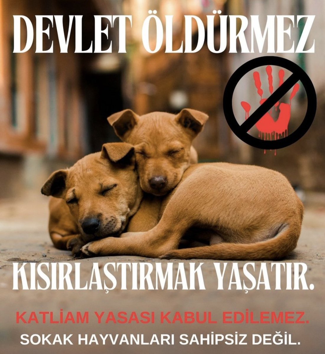 63urfalideniz's tweet photo. Katliamdan yana değil, yaşamdan yana bir yasa istiyoruz! Hiçbir canlının yaşam hakkı elinden alınamaz. #sokakhayvanlarısahipsizdeğildir https://t.co/p2Xa9XrrRF