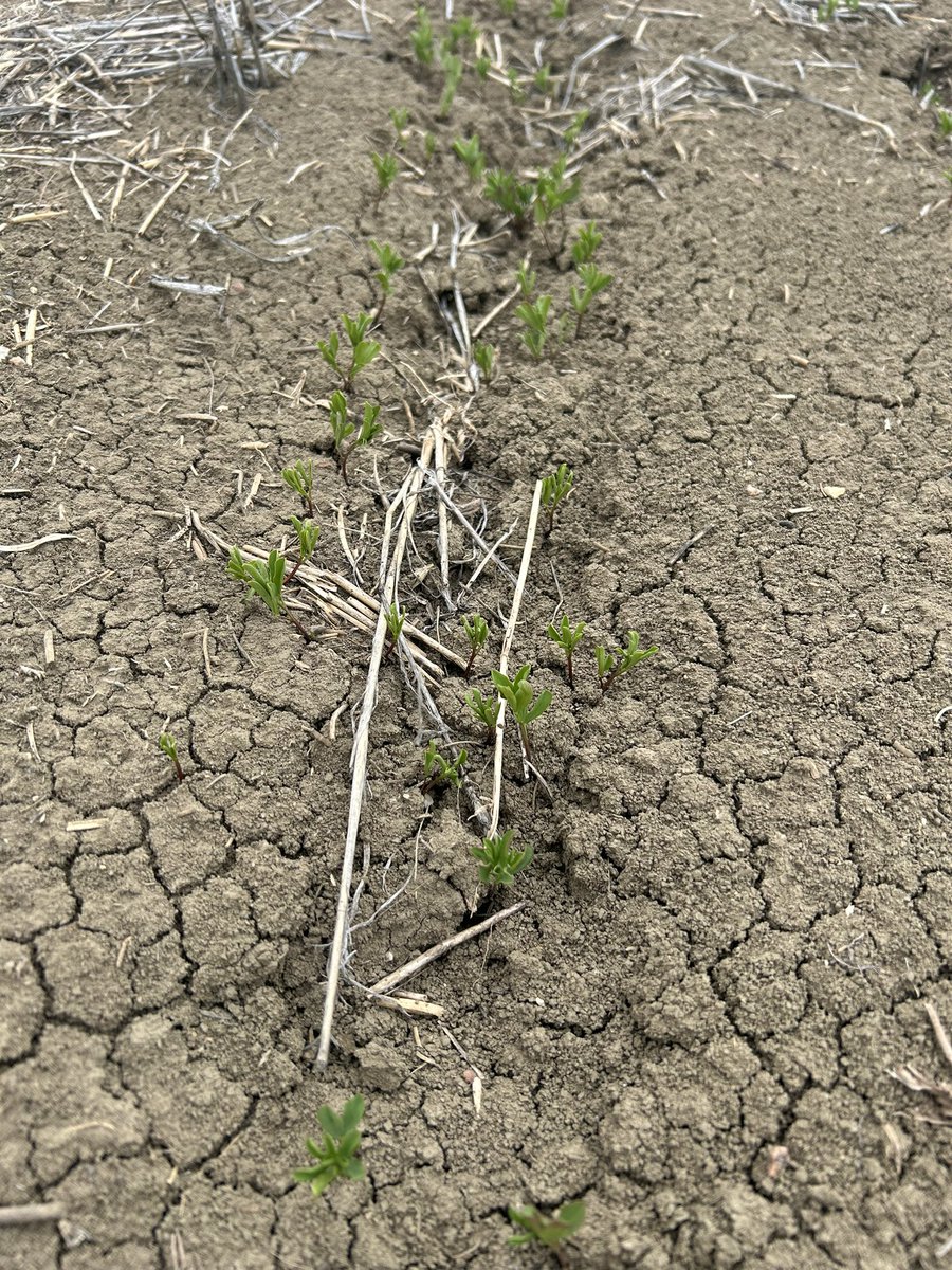 A good start. Let’s hope the 🌧️ continues. 
#saskag