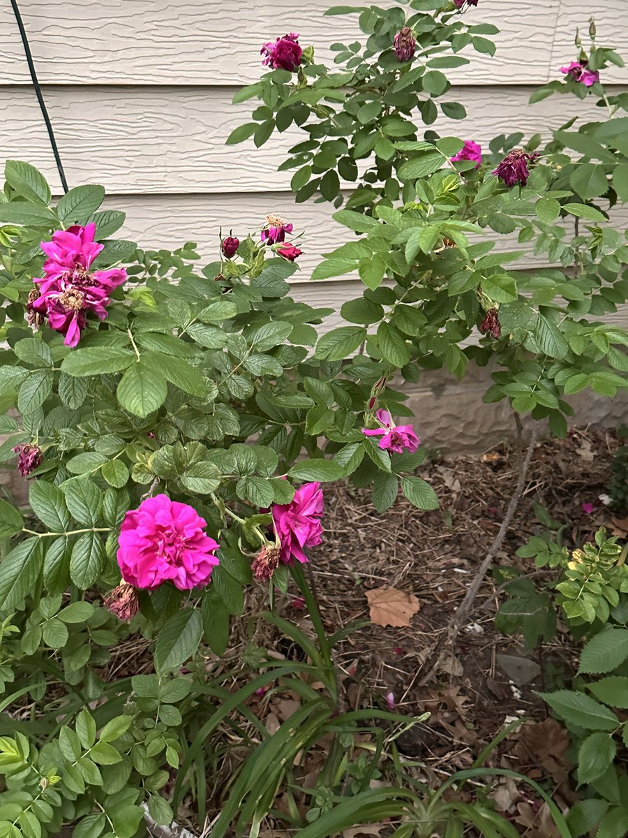 KAggy2012's tweet photo. My rose bushes are bloomed and it’s the last day of work today! My entire house is sick. 🙄 My love didn’t go to work. Have a busy 4 day weekend planned so we better wake up better tomorrow! #soulmates #untilforever #love #hisheart https://t.co/YaWUB5zH7g