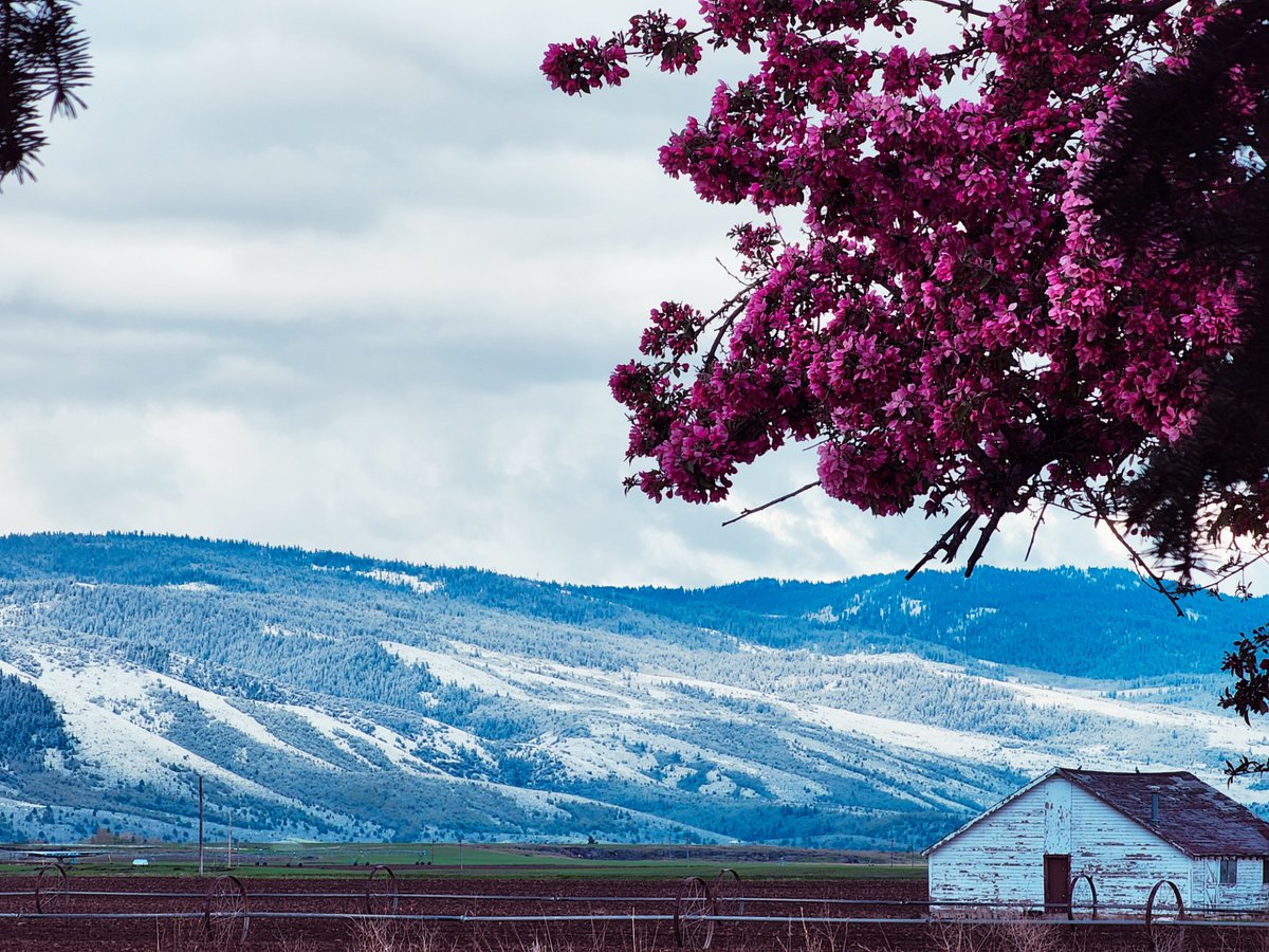 It's cold out there! I love this photo from Nicole Van Buren of Grace, #Idaho taken May 23, 2024. She said the seasons are doing battle.

#SpiritOfIdaho #PhotoOfTheDay #spingweather #idahospring #idwx #news3now #localnews8