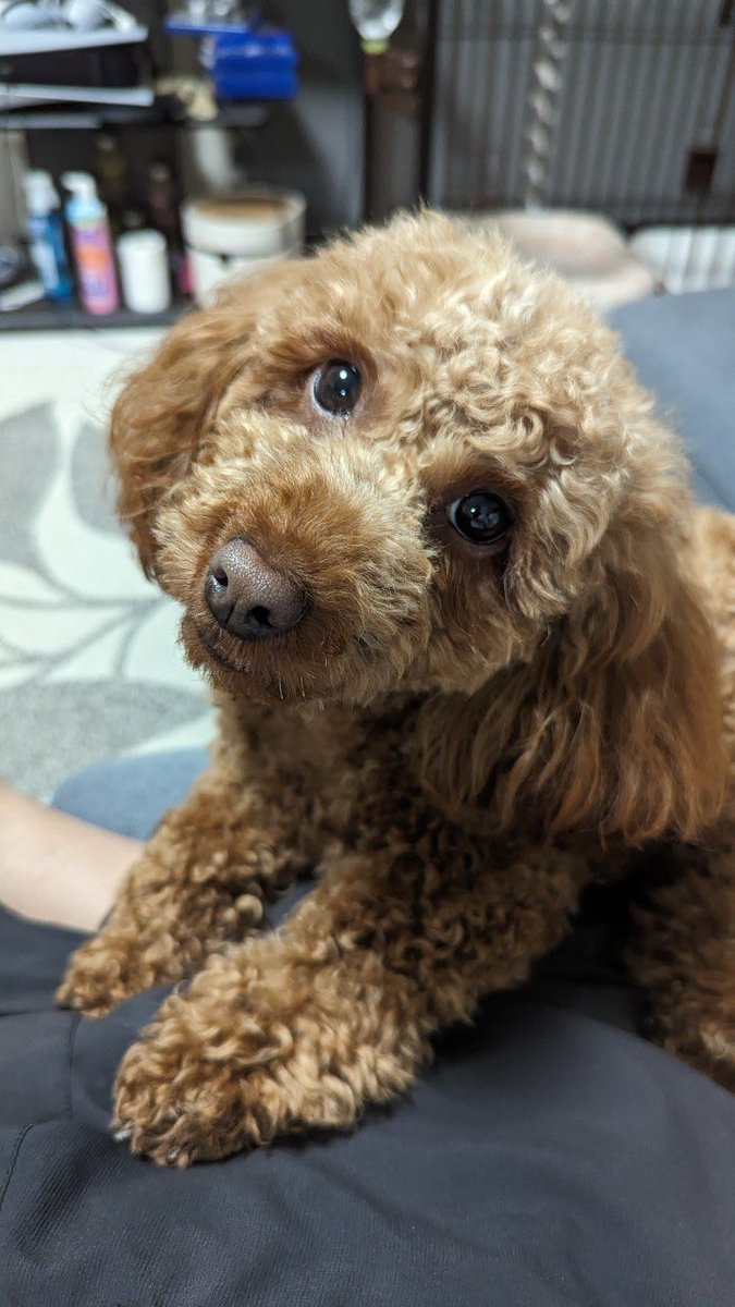 usuemon's tweet photo. かわよい https://t.co/9apnIVwNHV