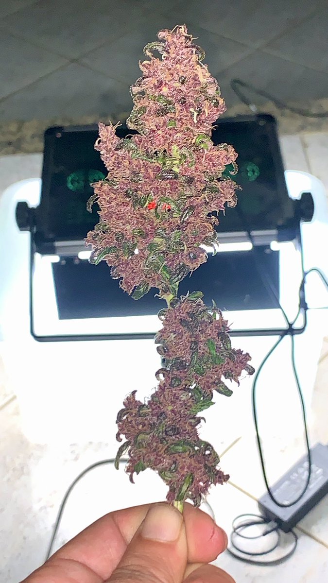 ChimpaGrow (@chimpagrow) on Twitter photo 