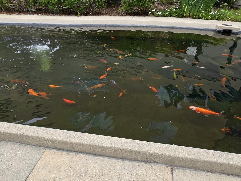 I installed a koi pond outside my home... Tranquility. I sit out here and meditate. 
#dogelon #dogelonmars $ELON 
$BTC $PRO $LINK $ICP