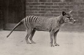 IndianaGirthguy's tweet photo. This beautiful beast went extinct the year after universal women’s suffrage. Correlation, causation, idk man seems sketchy. https://t.co/BXcU6OWahb
