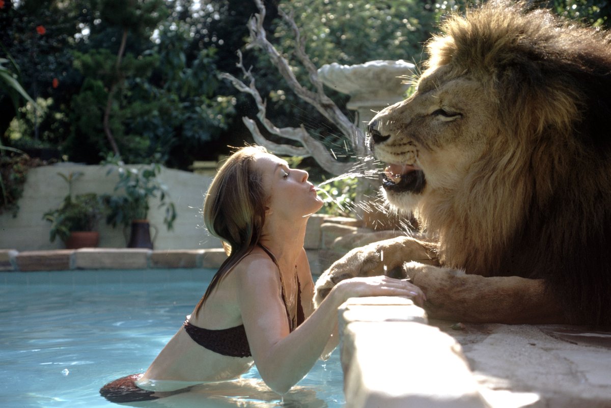 Tippi Hedren and her 400-pound lion named “Neil” at her home in California in 1971. Photo by Michael Rougier for The LIFE Picture Collection.