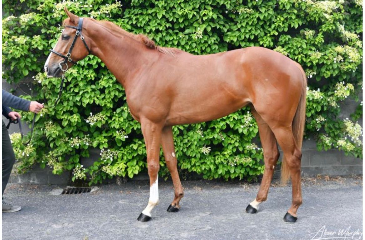 antofox1989's tweet photo. A smashing Soldier's Call Filly did a really professional breeze today, selling tomorrow, Lot 110 @Tattersalls_ie @BrzUps @rachbevans @PhilippaProctor @foxley_stables https://t.co/VtFdVIvFSZ