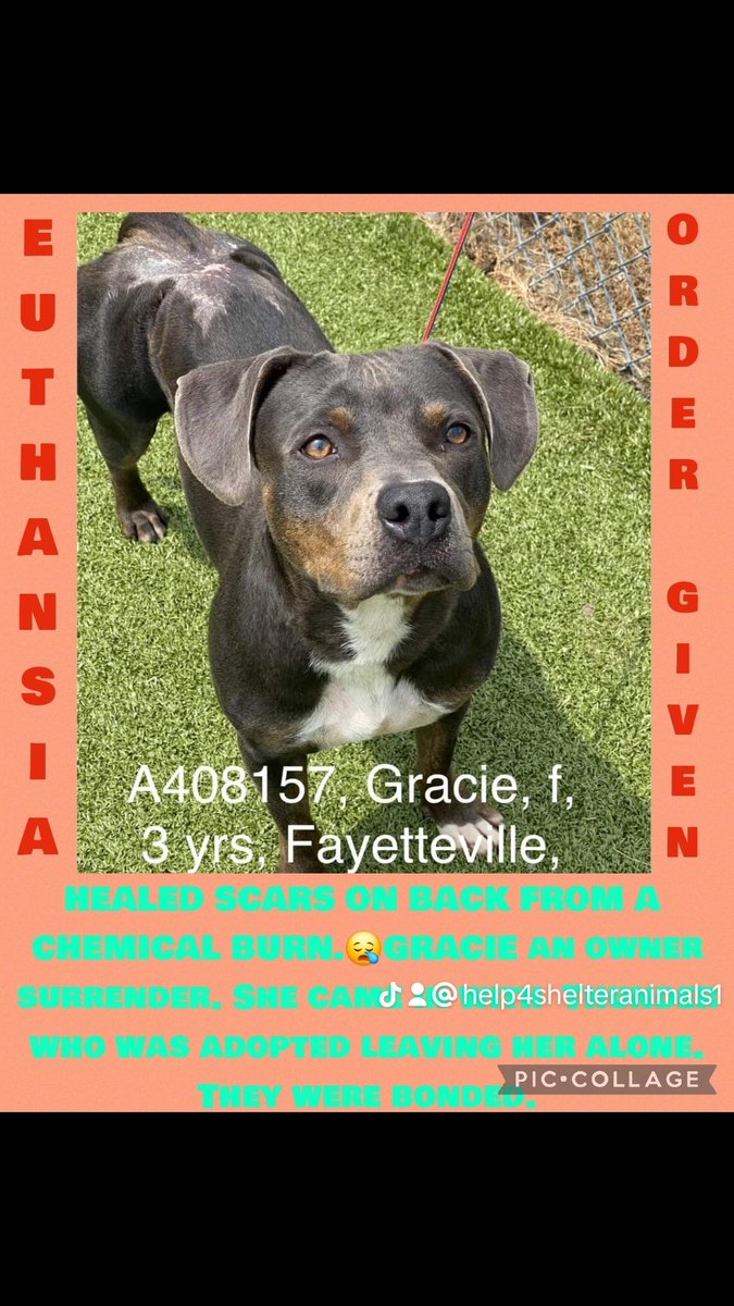 URGENT WILL BE EUTHANIZED ‼️ HEALED SCARS ON BACK FROM A CHEMICAL BURN.😪 GRACIE owner surrender . Came in with Thunder who was adopted leaving her alone. Bonded. #A408157 50lb Hw- 3yr F Cumberland Cnty Animal NC #rescue #adopt #dogs #deathrowdogs #deathrow #codered #save