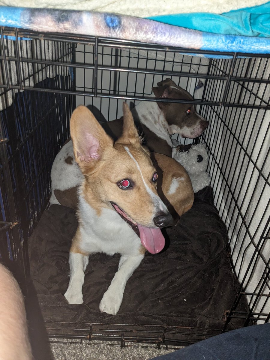 Tuff_titus's tweet photo. Hi everyone! Sorry for being so quiet! After we got hit by that scary storm last week and lost power for several days, we have been busy over here! And my cousin Abby will be staying with us for some time! Hope y'all are doing well! 🩵 #corgi #corgicrew #dogs https://t.co/5HMWcrvIXe