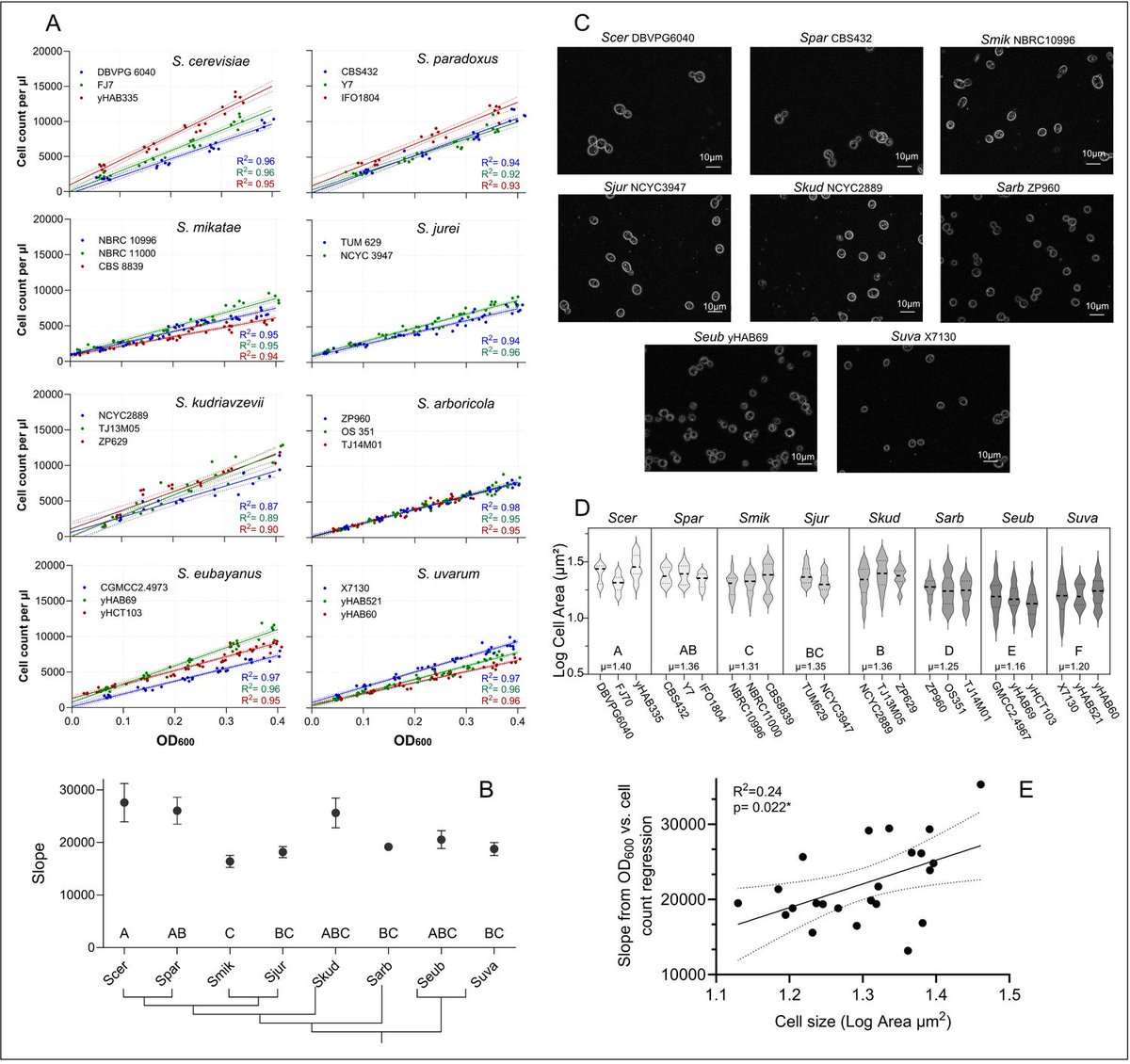 Micropub7n's tweet photo. The relationship between cell density and cell count differs among Saccharomyces yeast species #micropublication #biology #data #caltechlibrary #Scerevisiae #Saccharomycesparadoxus #Suvarum #CellCulture #DataUpdates https://t.co/24XYfaKYNX https://t.co/OEl3b9cs2W