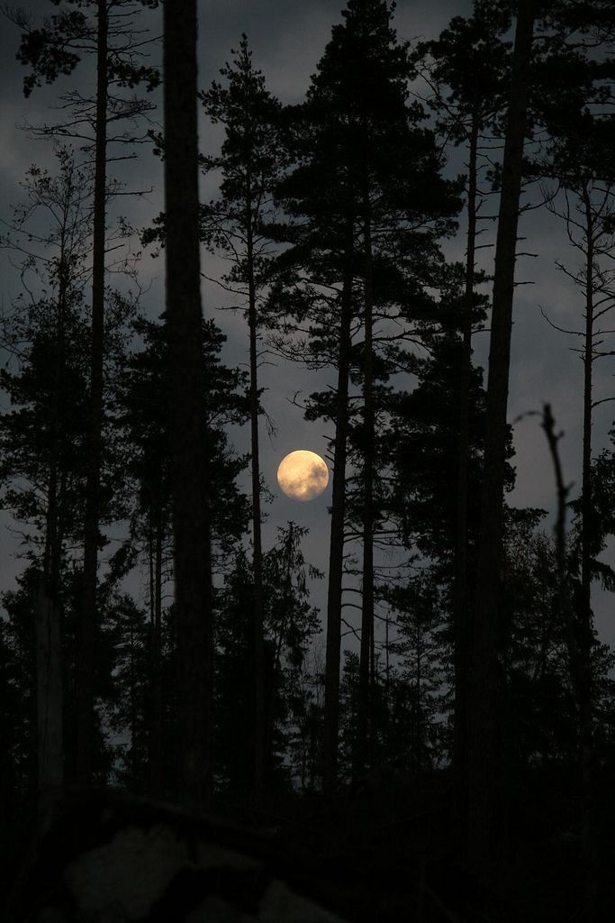 Fiquem longe da floresta! As Sinclair-Addams estão a solta nessa lua cheia 🌕 AAAUUUUUUUU