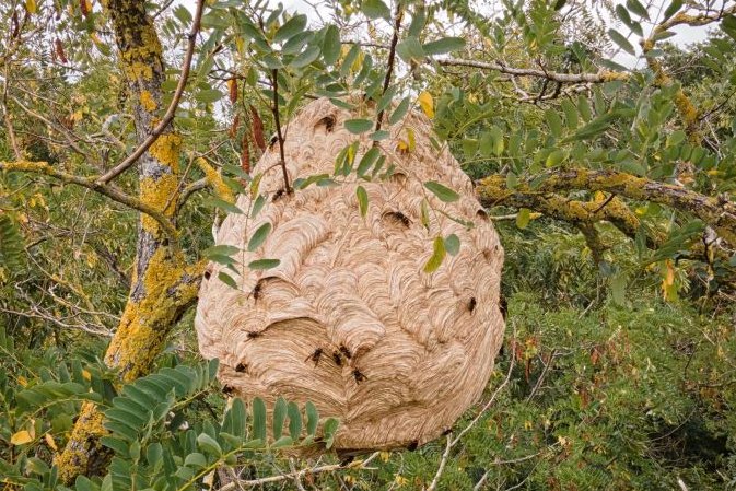 A French study found that a single Asian hornet nest consumes 11.3kg of insects each summer. A typical honeybee weighs 116mg. Ian Campbell of The <a href="/britishbee/">BBKA</a> Association says, “The impact on biodiversity could be very significant.” Read the rest here: bit.ly/AsianHornetNest