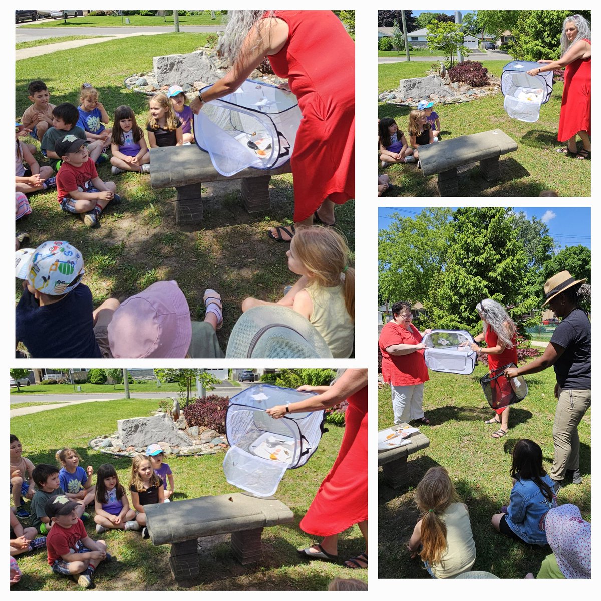🦋 Plongez dans l'univers fascinant des papillons avec les enfants de la maternelle et le jardin ! Au cours des dernières semaines, les enfants de la classe de Mme Lisa ont mené un projet captivant sur les belles dames, observant et consignant chaque étape de leur cycle de vie.