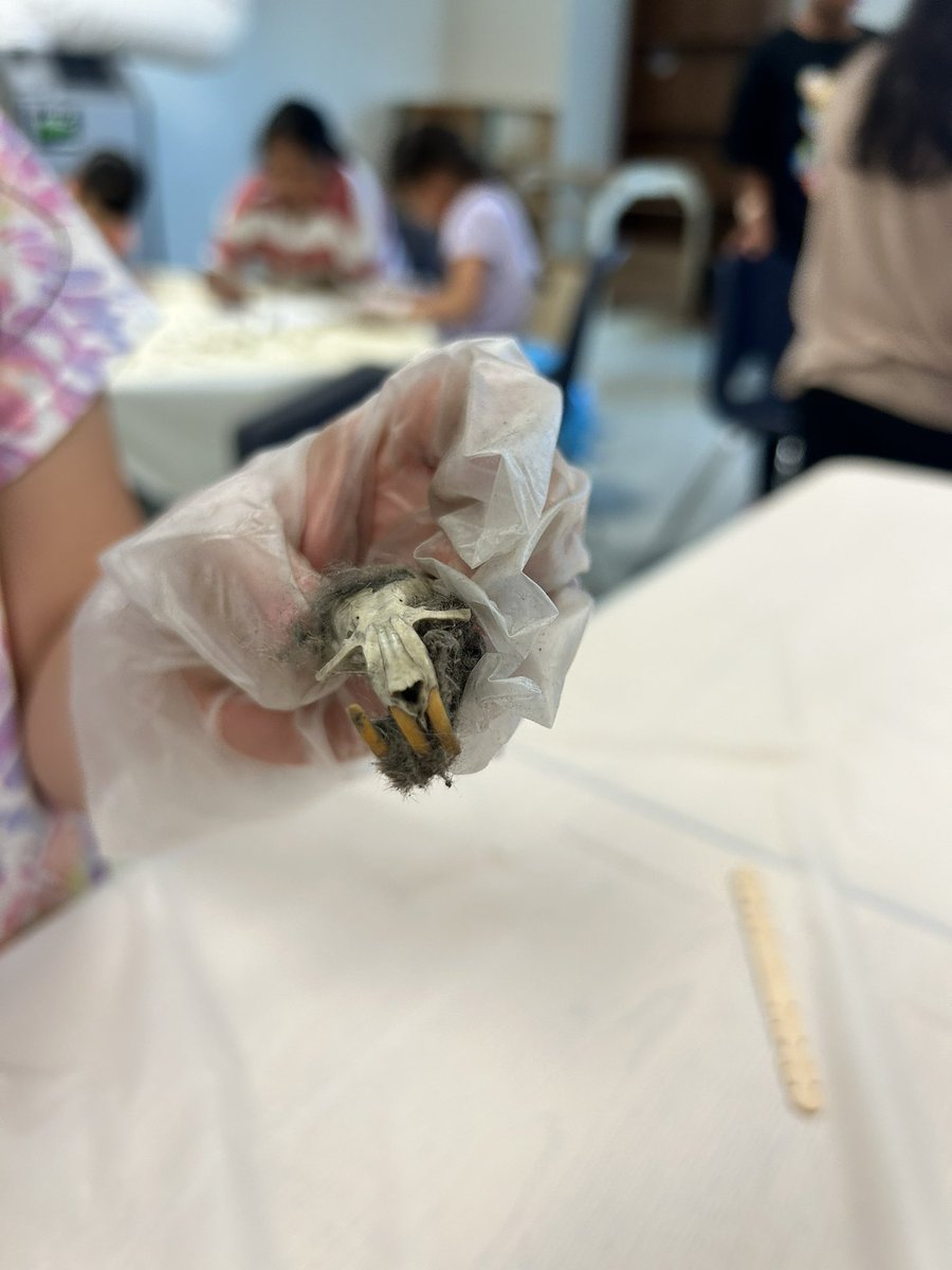 FrisonJaclyn's tweet photo. Some of the cool bones and skulls my first graders found while dissecting owl pellets! Learning about the owl’s predatory habits and how they digest their prey! @CMSoto_Leaders #GT https://t.co/ywG2cBEtsh
