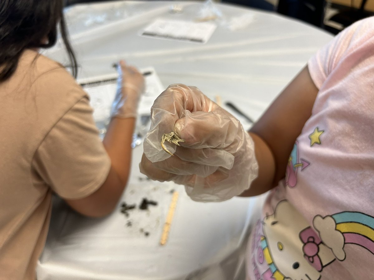 FrisonJaclyn's tweet photo. Some of the cool bones and skulls my first graders found while dissecting owl pellets! Learning about the owl’s predatory habits and how they digest their prey! @CMSoto_Leaders #GT https://t.co/ywG2cBEtsh
