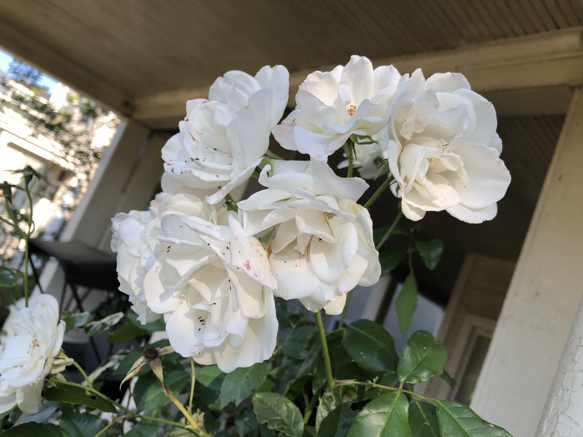 KHiggins_PI's tweet photo. Beauties next door 🦋 #flowers #hopewellva #citypoint @VisitVirginia @Hopewell_VA https://t.co/FkkOsz7BRG