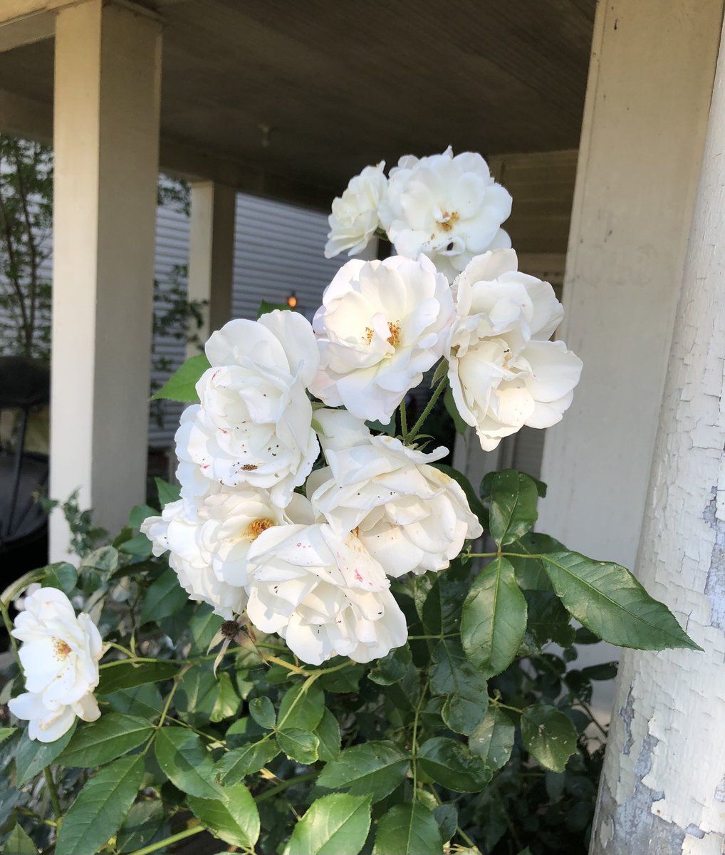 KHiggins_PI's tweet photo. Beauties next door 🦋 #flowers #hopewellva #citypoint @VisitVirginia @Hopewell_VA https://t.co/FkkOsz7BRG