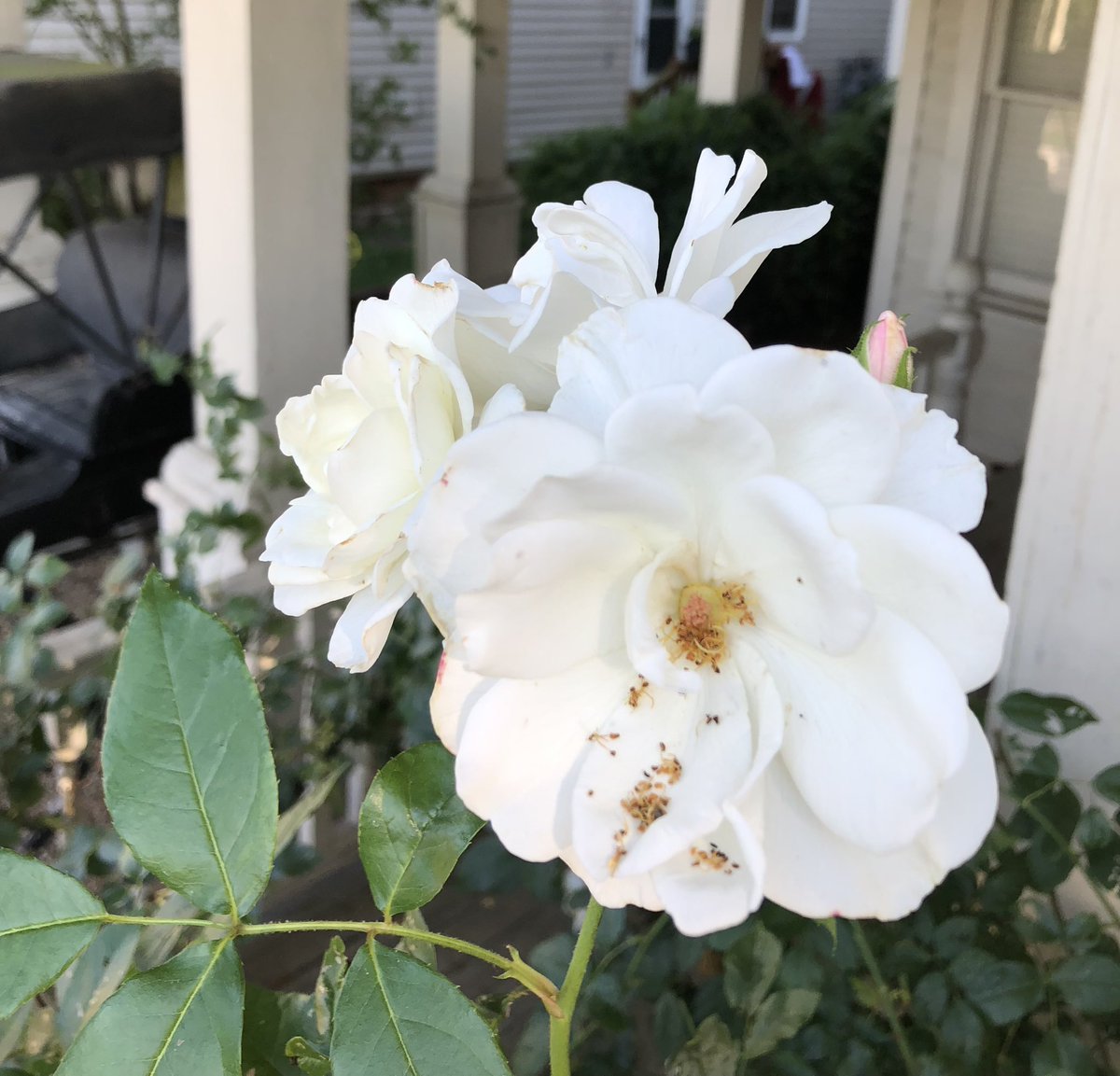 KHiggins_PI's tweet photo. Beauties next door 🦋 #flowers #hopewellva #citypoint @VisitVirginia @Hopewell_VA https://t.co/FkkOsz7BRG