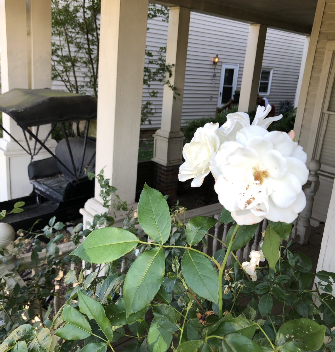 KHiggins_PI's tweet photo. Beauties next door 🦋 #flowers #hopewellva #citypoint @VisitVirginia @Hopewell_VA https://t.co/FkkOsz7BRG