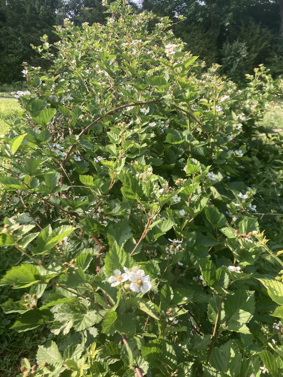 Alverniagardino's tweet photo. One of my many blackberrry bushes , photos taken today #garden #botony #blackberry https://t.co/ysvBiwhA0L