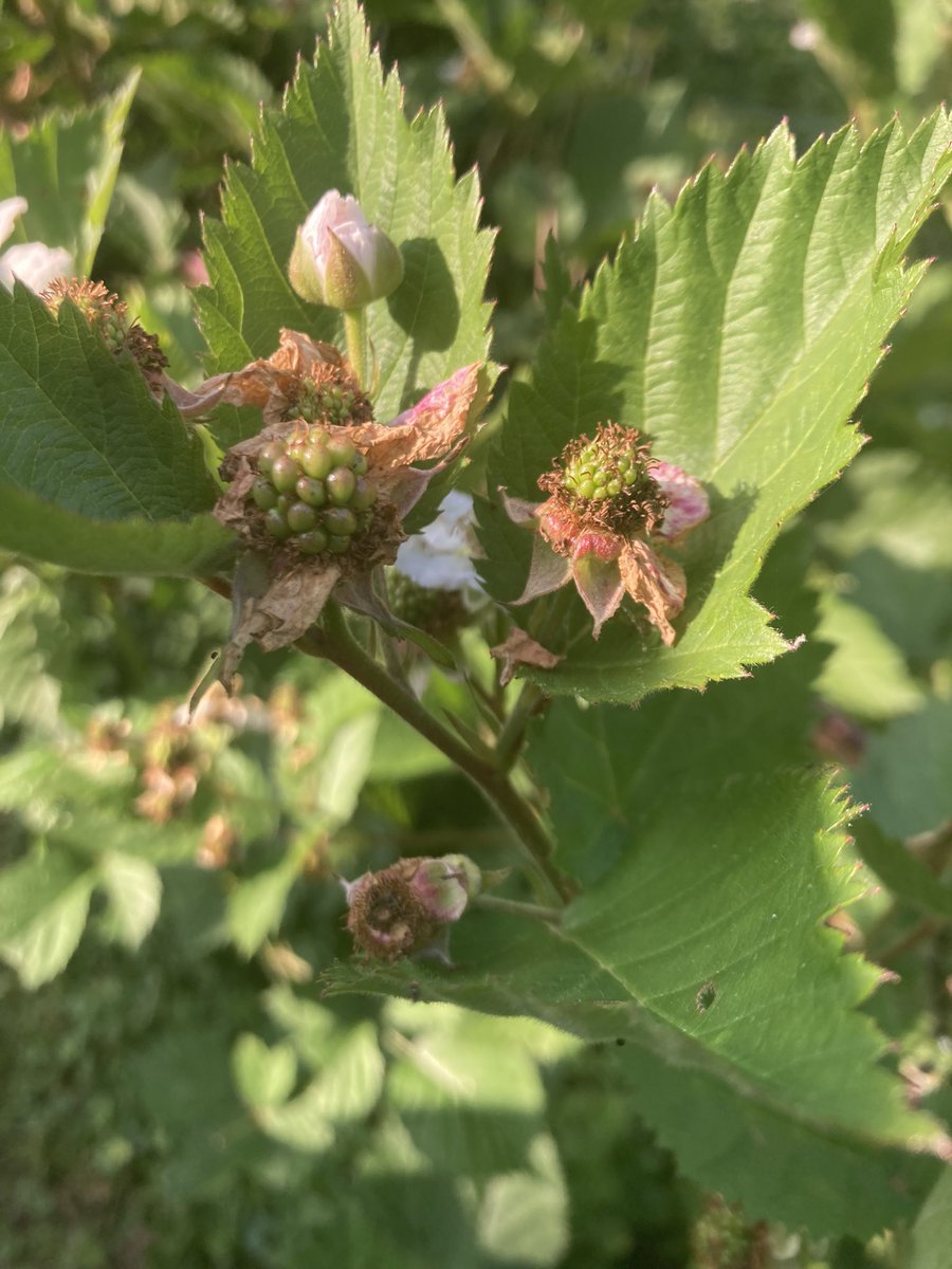 Alverniagardino's tweet photo. One of my many blackberrry bushes , photos taken today #garden #botony #blackberry https://t.co/ysvBiwhA0L