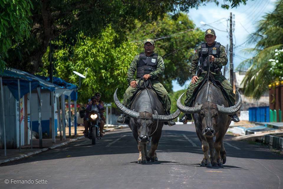 Brazilian police use water buffalos instead of horses to keep up with criminals trying to hide in rivers and swamps.