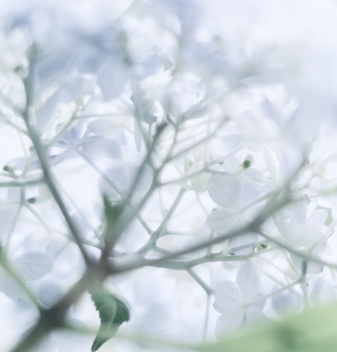 紫陽花を見上げると夢の中にいるような