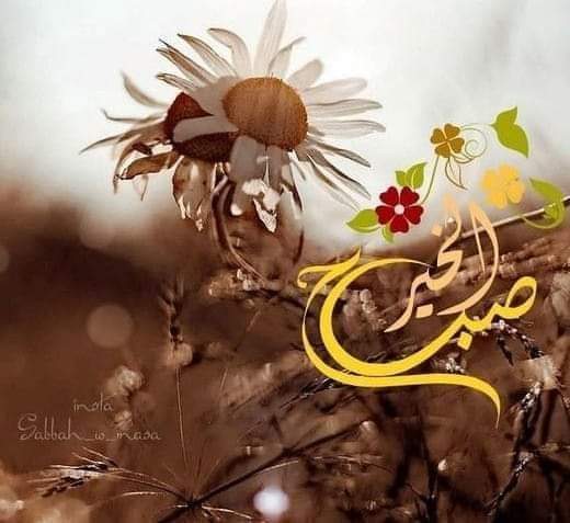 علياء tweet media