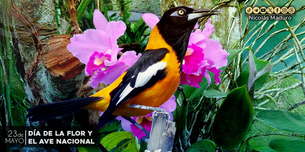 Este es un día especial para el sentir patrio porque celebramos nuestra identidad nacional y patrimonio natural representado en el Turpial, ave alegre y cantarina; y la Orquídea, flor hermosa, singular y enigmática.