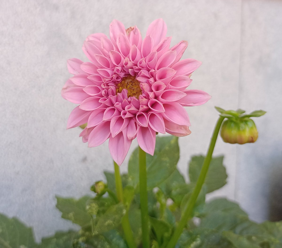 falguera_merce's tweet image. Alegries quotidianes 😉
#MomentsDeVida