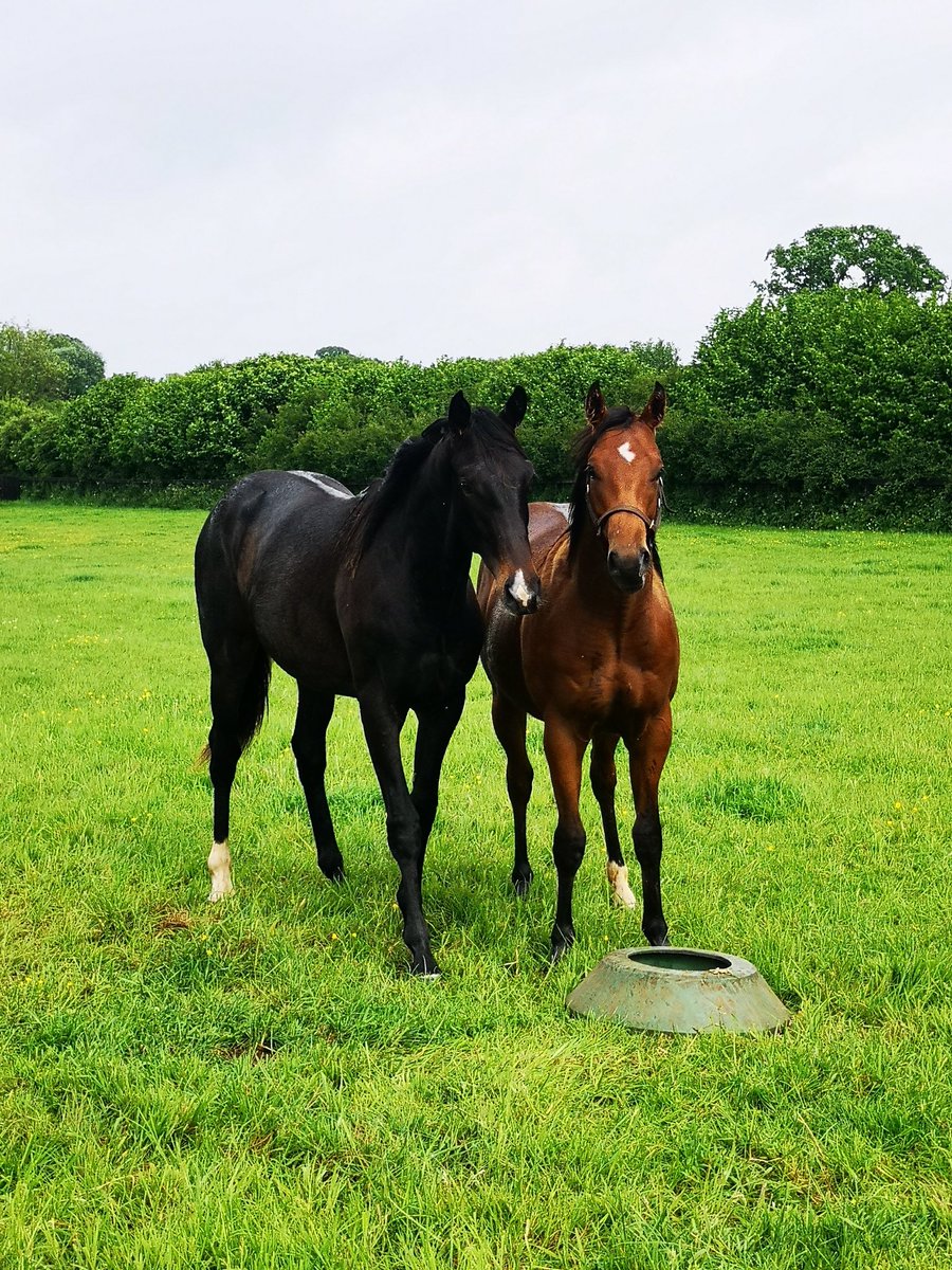 My two favourite yearling boys
#cityscape
#cablebay