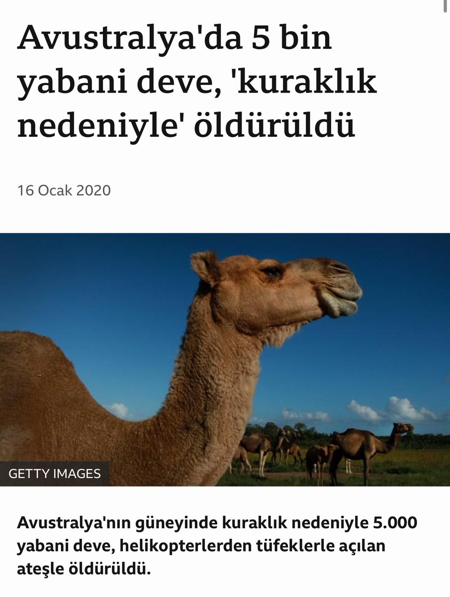 Avustralya, kuraklık gerekçe gösterilecek 2020 yılında 5 bin deveyi havadan açılan ateşle katletmiş.