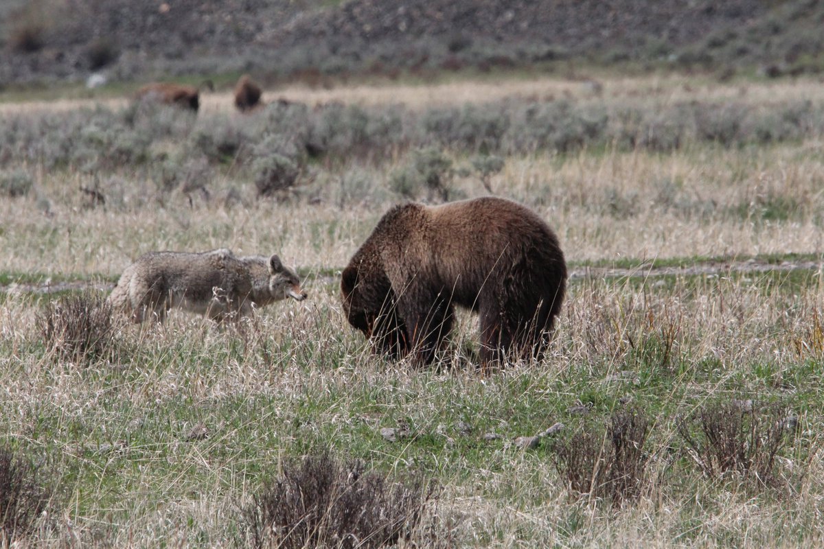 Michela Corsini🌲 tweet media