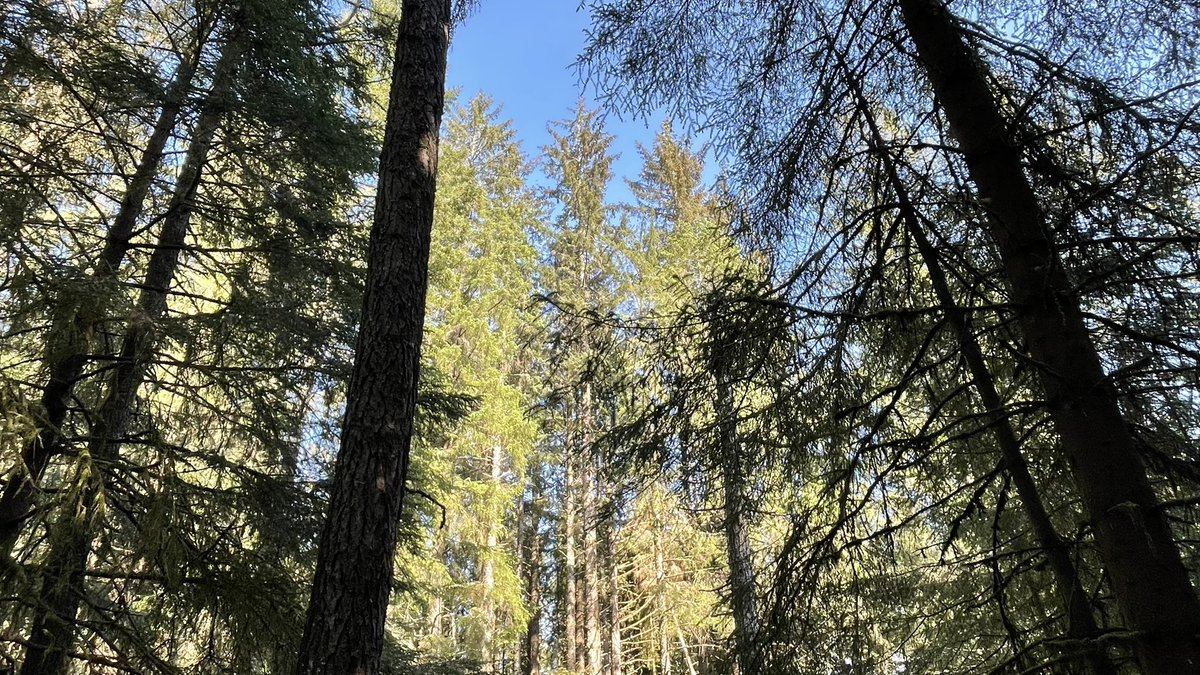 forest_dynamics's tweet photo. Mackenzie’s Grove https://t.co/ZcHWggUt0n