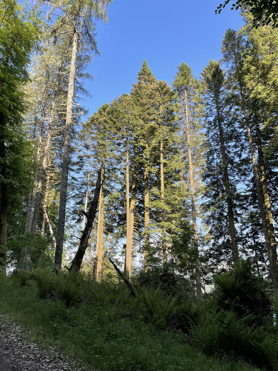 forest_dynamics's tweet photo. Mackenzie’s Grove https://t.co/ZcHWggUt0n