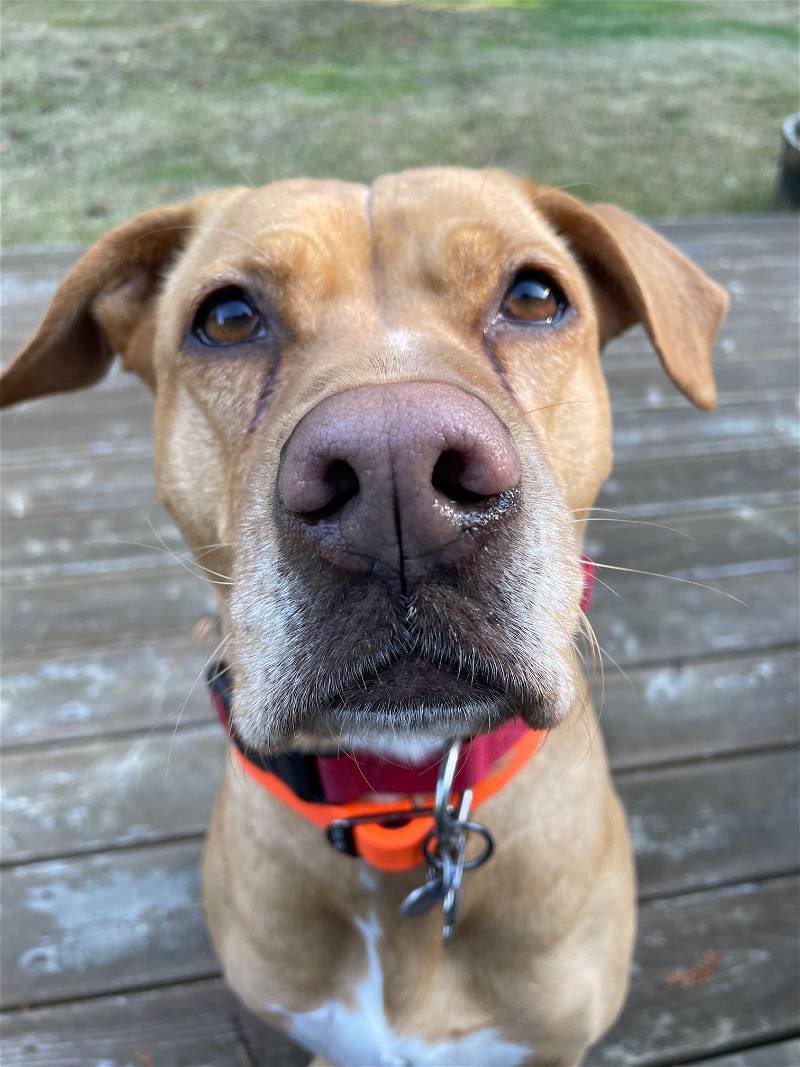 Dog Gone Seattle #Adopt tweet media