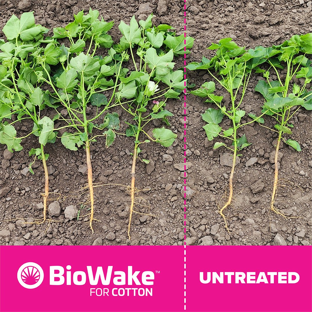 AMVACcorp's tweet photo. #Plant24 is well underway and BioWake for Cotton is SOLD OUT for the season! Cotton growers have experienced superior seed singulation during planting and can now watch as beneficial microbes enhance the early season vigor of their crop. Learn more: https://t.co/KXvUSnTQSw https://t.co/GnDjDuykWi