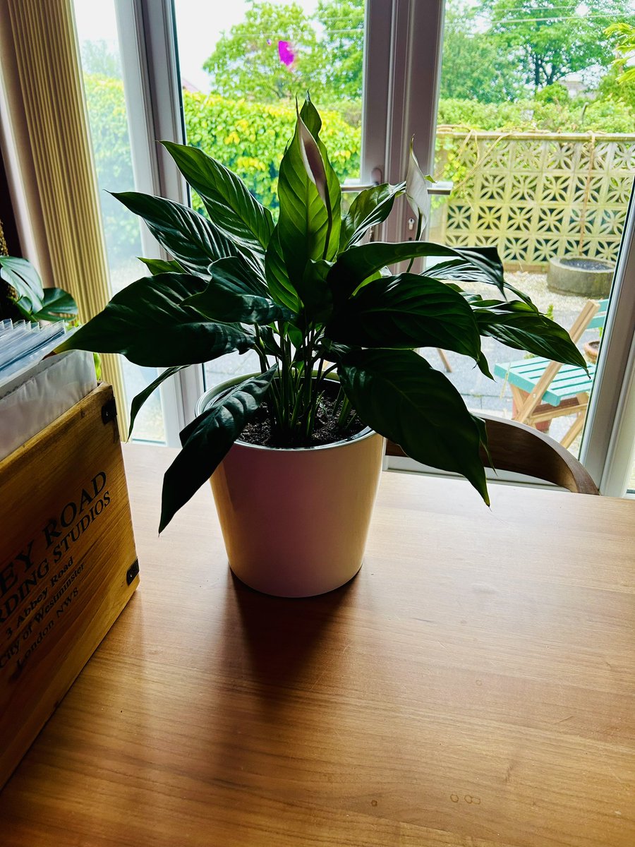 I’m plant sitting this Peace Lily, it wasn’t holding water and Peace  Lily’s prefer moist soil, decided to give it a quick repot before its owner comes back from their holidays, its looking great in its new pot, now with room to grow.