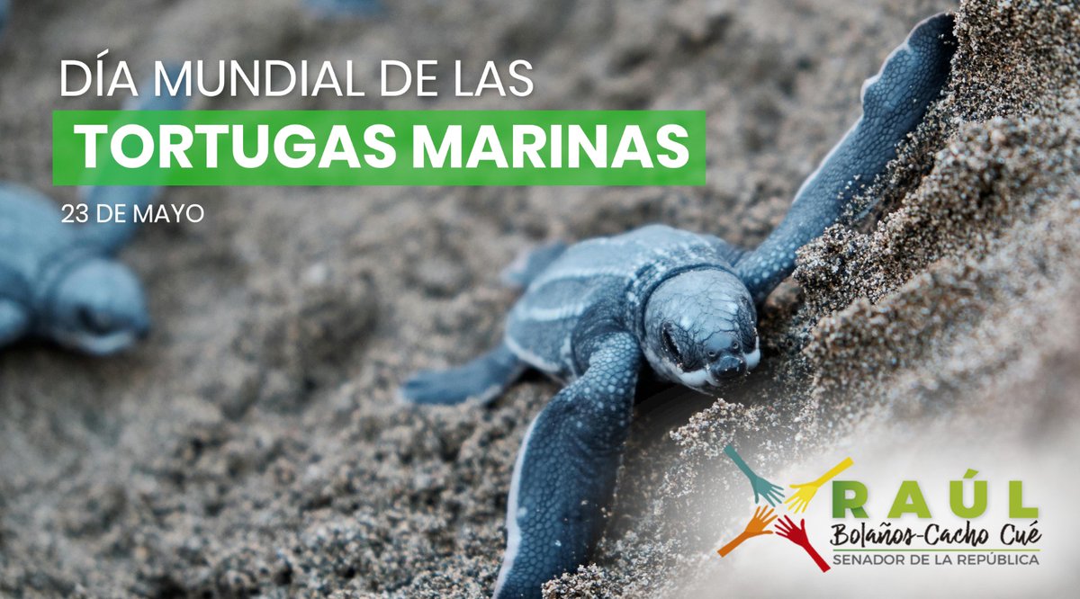 Cada año miles de tortugas marinas arriban a las costas oaxaqueñas para anidar sus huevos, lo que ha permitido al estado convertirse en un gran acuario natural, así como un importante centro de investigación para preservar esta especie, un orgullo ambiental de nuestra tierra.