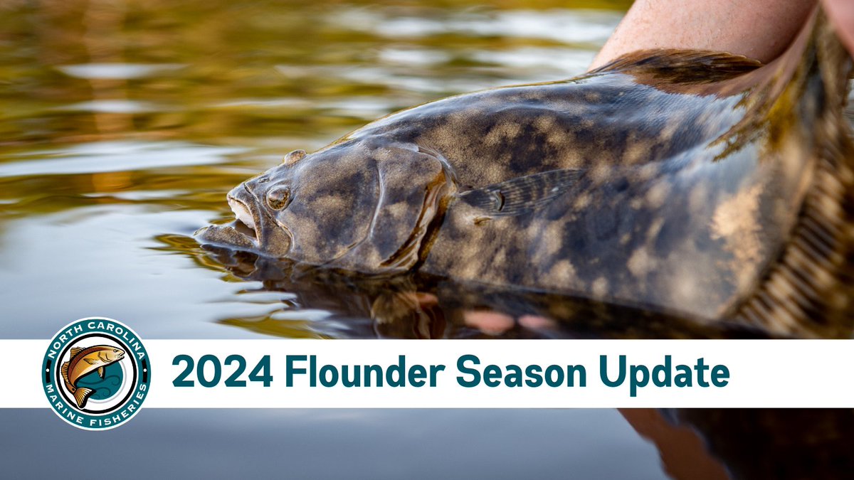 In order to preserve the southern flounder resource, the North Carolina recreational flounder season will not open for harvest in 2024. Read the full news release to learn more ➡ bit.ly/4bKQyss