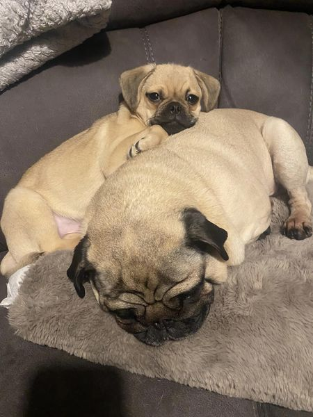 WINSTON HOME SAFE. THANKS FOR RT's 😊🐕🐾 🆘18 MAY 2024 #STILLMISSING #STOLEN?? #Lost WINSTON #ScanMe Fawn Pug #PUPPY Male Lyme Valley Park #NewcastleUnderLyme #Newcastle #Staffs #Staffordshire #ST5 PLEASE SHARE doglost.co.uk/dog-blog.php?d…