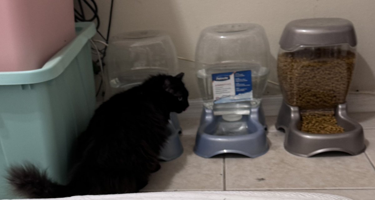 I got to pet my wild cat last night for the first time in almost two years! Dark Matter came up on the bed and ate treats on his own after harassing the dog one street over (his job).