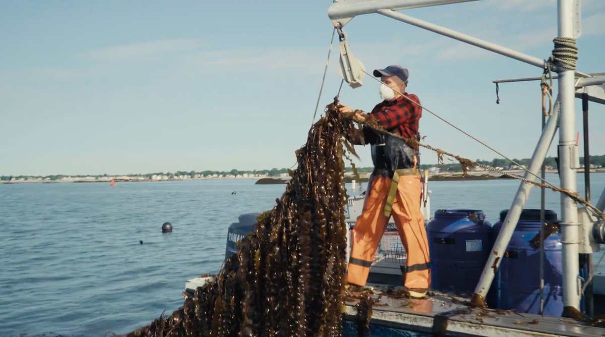 "The way we grow food, right now, can be a solution to climate change." 

- Judith Schwartz, author

➡️ Watch To Which We Belong to learn more about regenerative ocean farming: buff.ly/3VYO6ri

#climatesolutions #kelpfarming #kelpfarmer #greenwaveorg