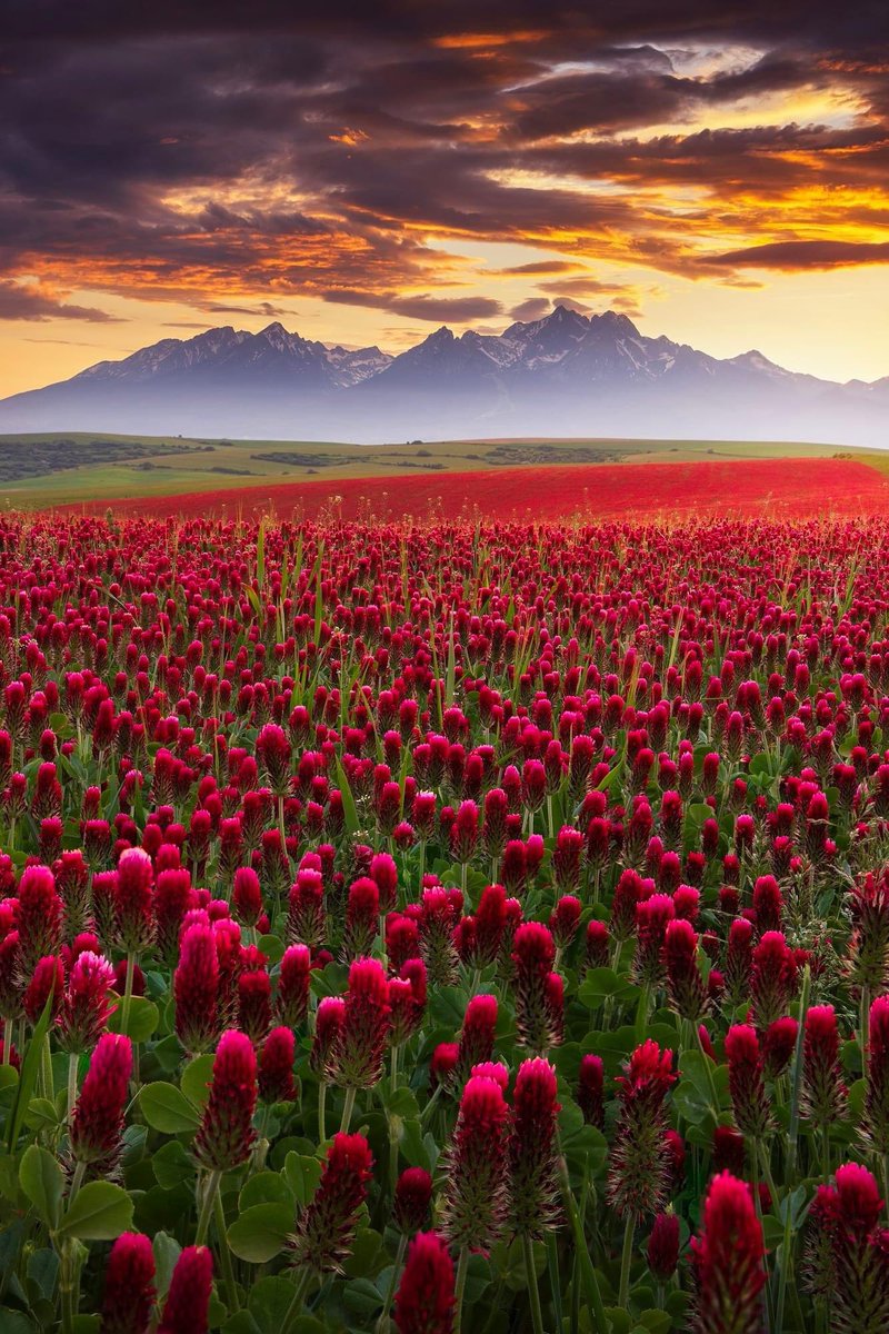 Magical sunset at Clover Meadows beneath the High Tatras. 🌺 #ThisIsSlovskia Photo: Boris Michaliček #slovakia #hightatras #sunset #cloverfields #view #traveltips #mountains