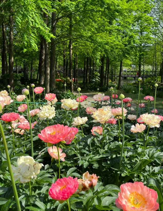 This is peony, I heard it from others too👇