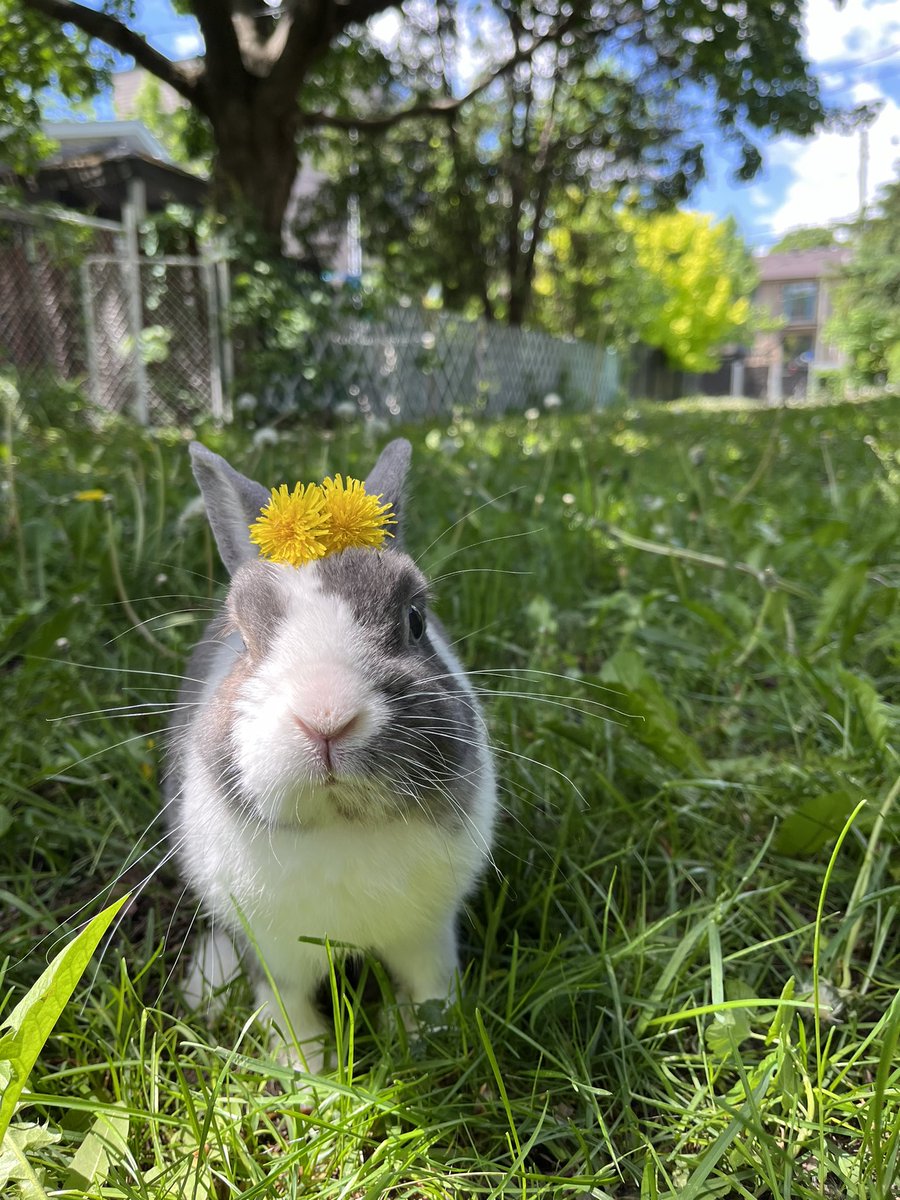 Caraliiee's tweet photo. 🌼🐰 https://t.co/NxdmwMVS44