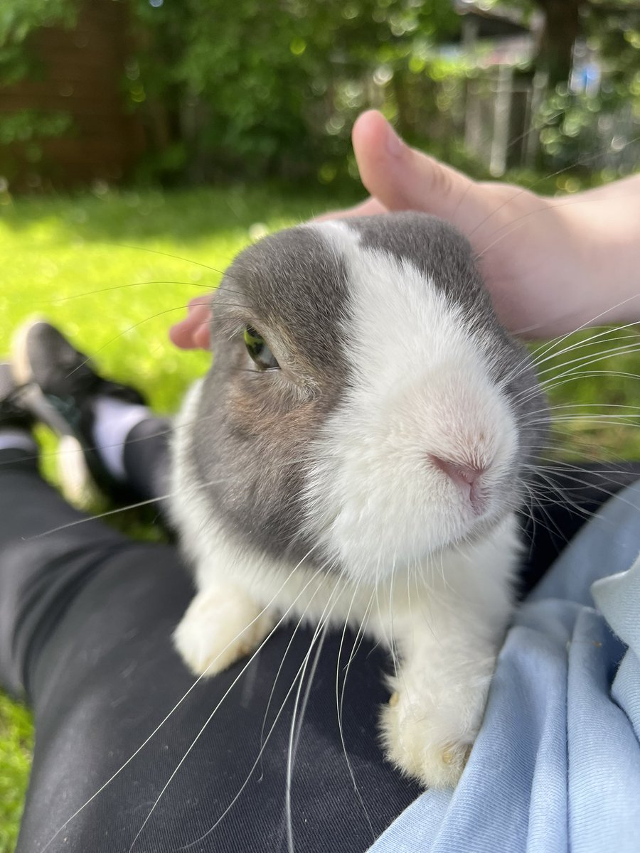 Caraliiee's tweet photo. 🌼🐰 https://t.co/NxdmwMVS44
