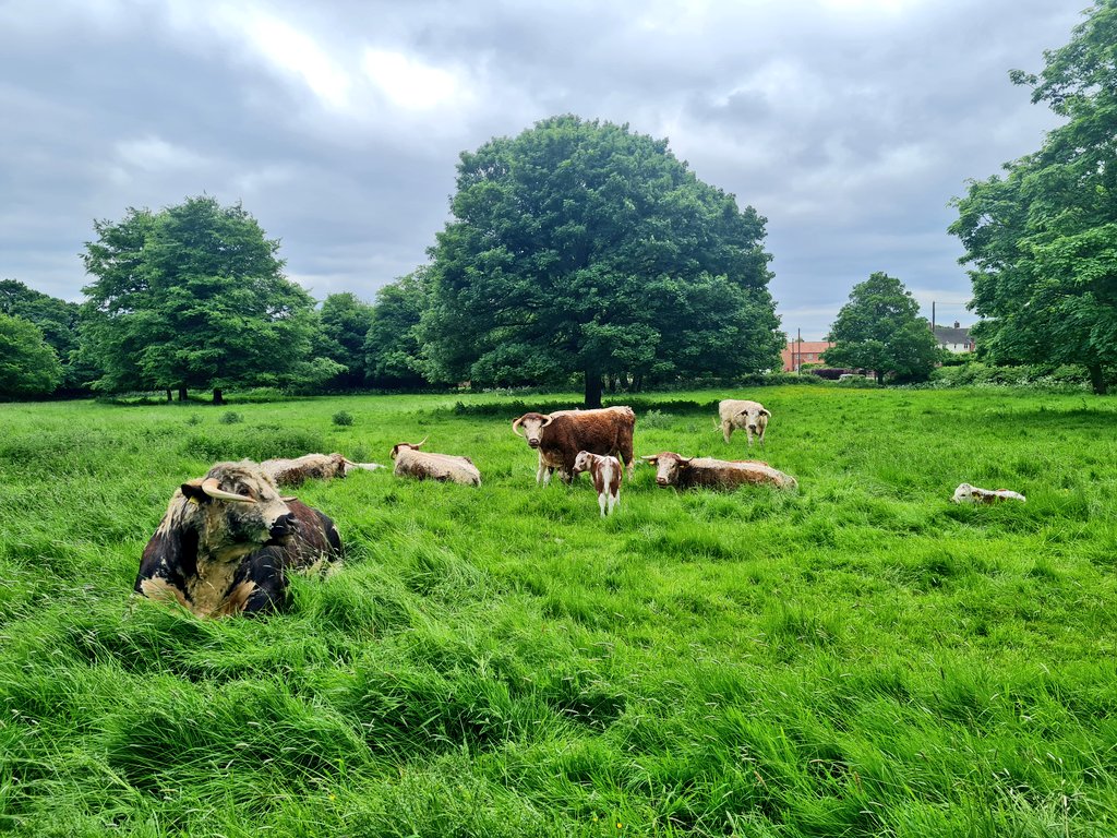 The view from our sitting room, picture 1 Tetford Zack asleep, picture 2 Tetford Zack awake! Cows and calves grazing. #tetfordlonghorns #pedigree #Longhorns #easycalving #nativebreed